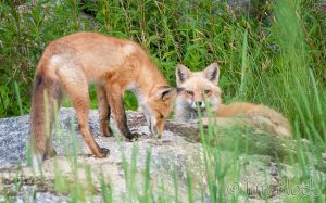 10  DJ402--Pair-of-Foxes-on-Large-Rock.jpg